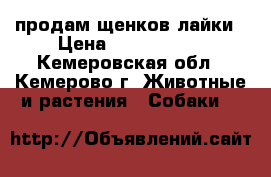 продам щенков лайки › Цена ­ 3000-4000 - Кемеровская обл., Кемерово г. Животные и растения » Собаки   